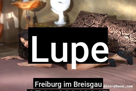 Lupe aus Freiburg im Breisgau